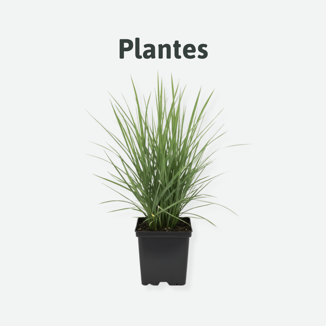 plantes