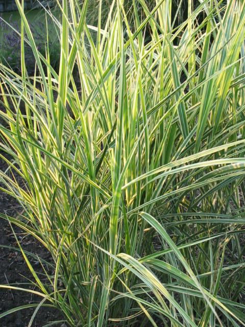 Plantenfiche-Miscanthus-sinensis-Variegatus-