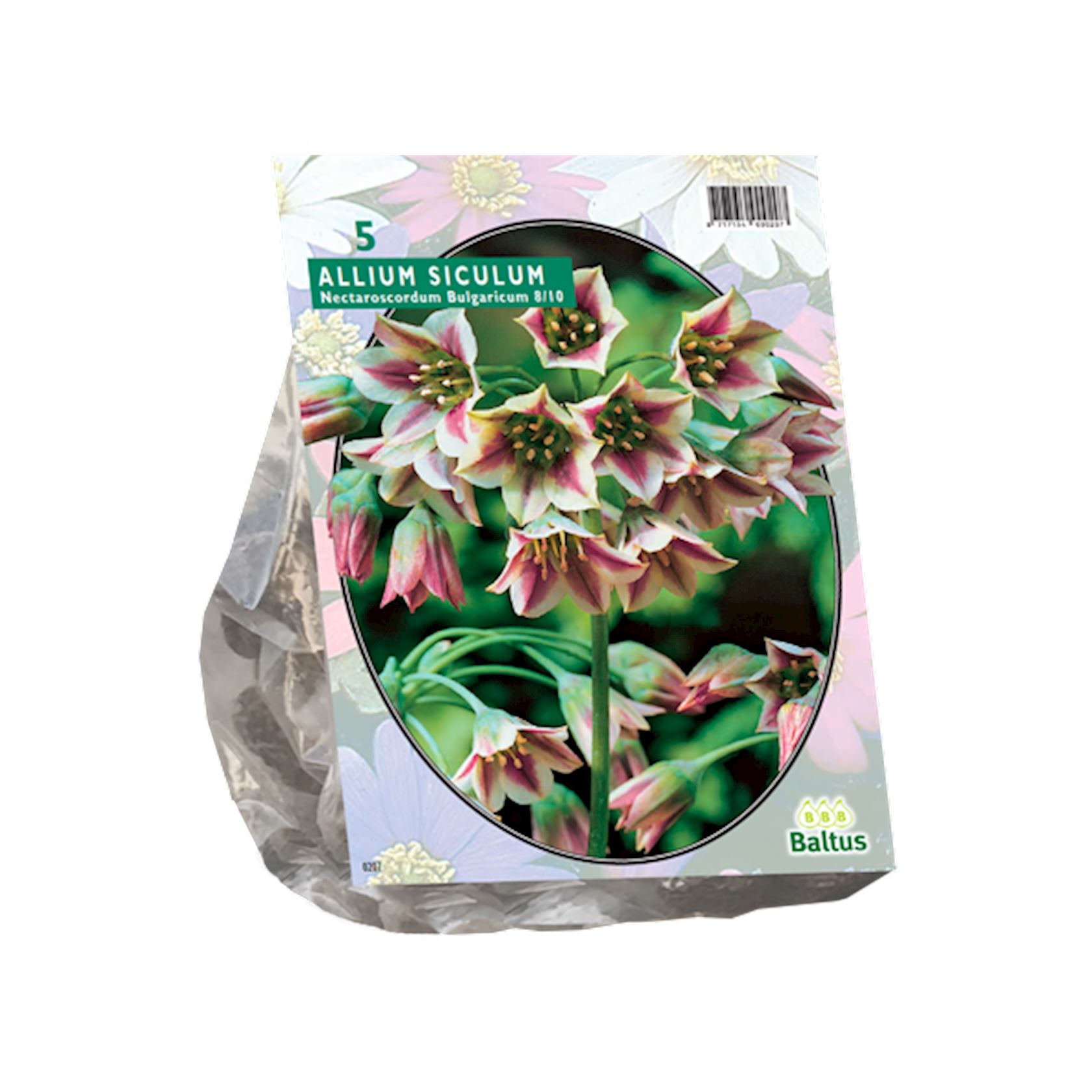 Baltus 'Allium Siculum Bulgaricum' voorjaarsbloeiers - 5 bollen