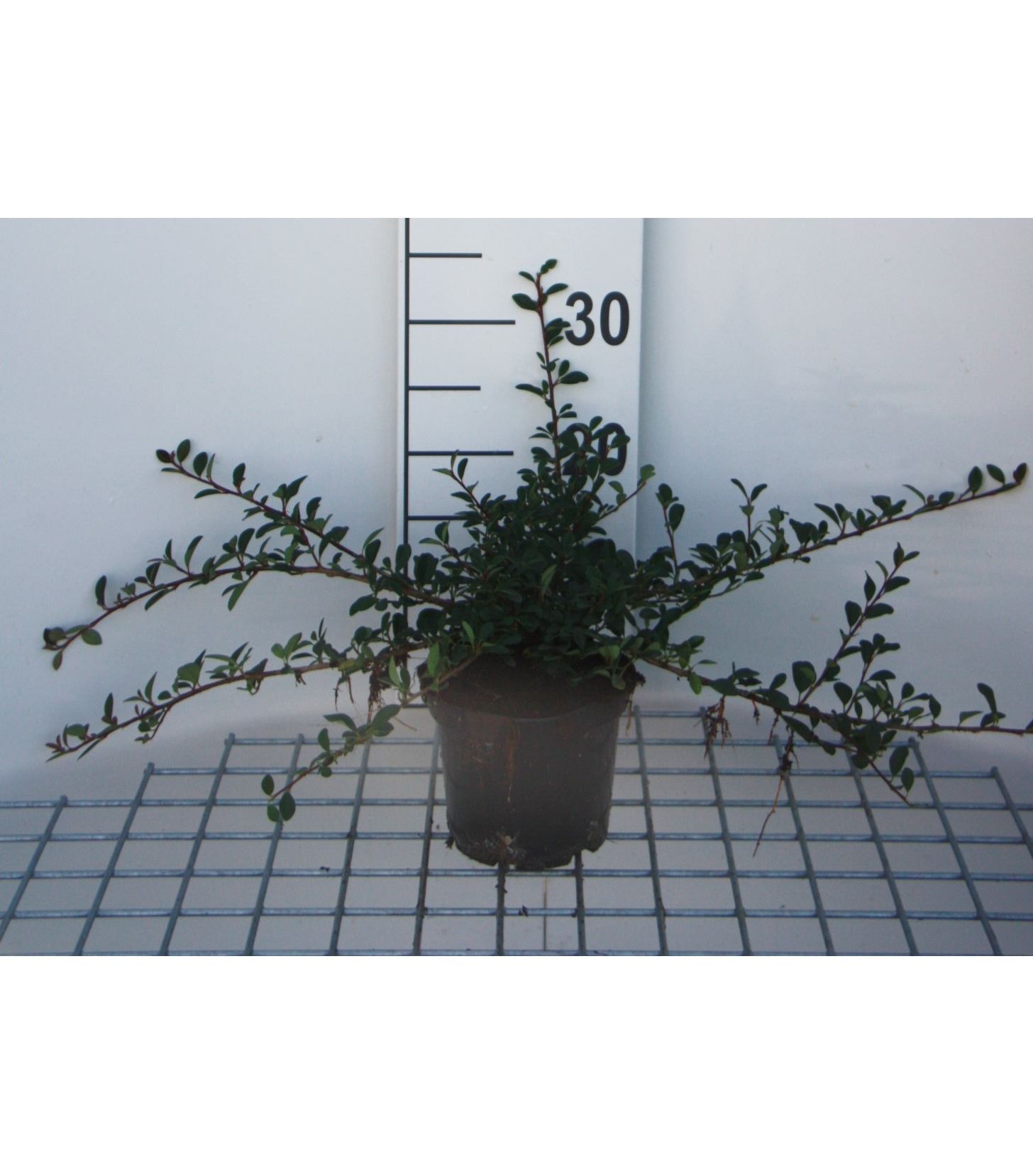 Cotoneaster radicans 'Eichholz' - pot 1,3L - 20-30 cm