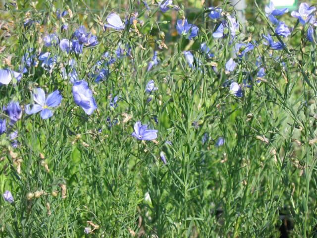 Plantenfiche-Linum-perenne