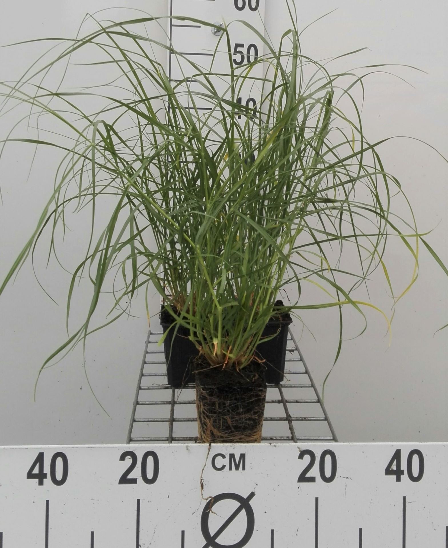 Pennisetum villosum - pot 9x9 cm