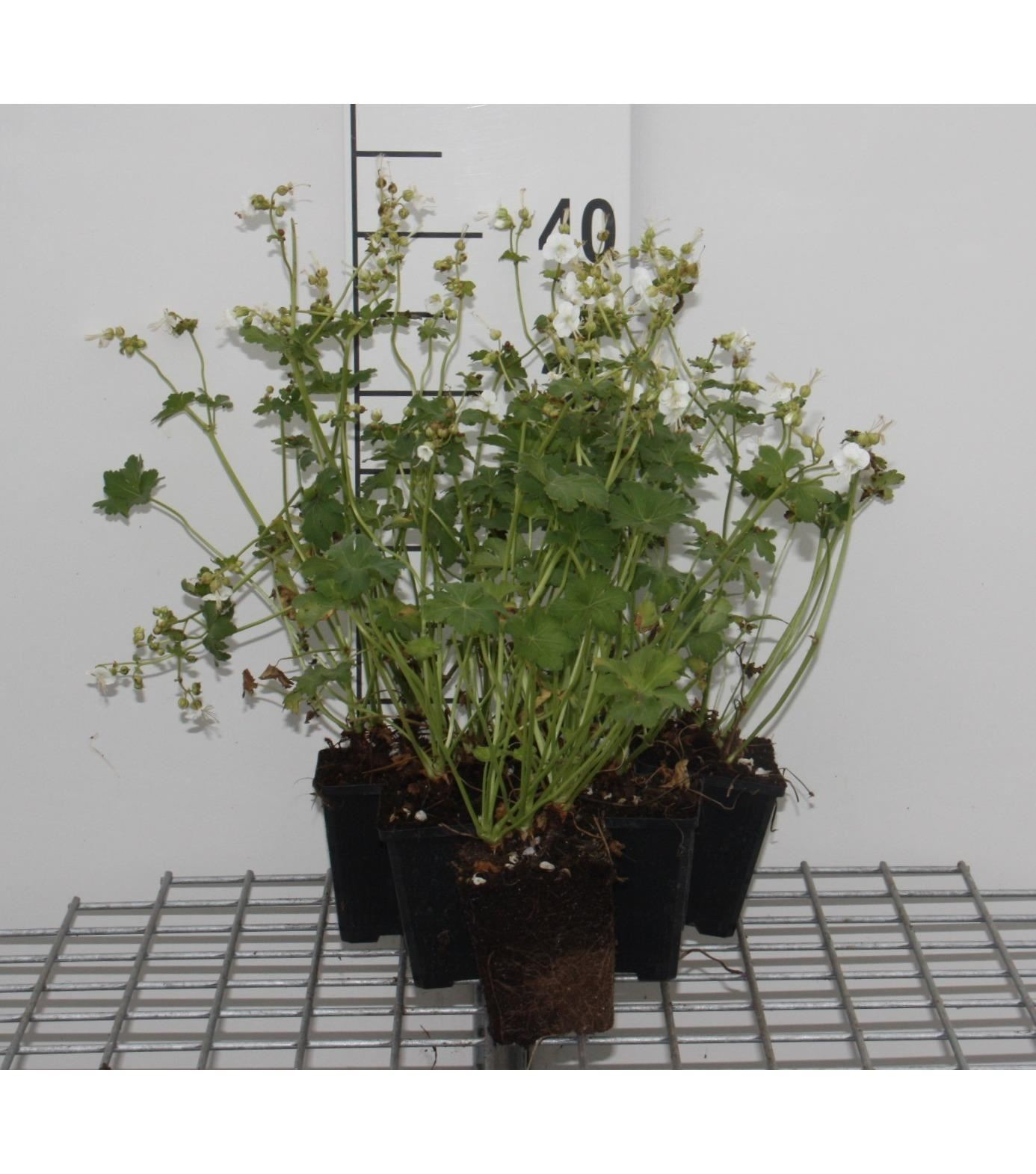 Geranium macrorrhizum 'White Ness' - pot 9x9 cm