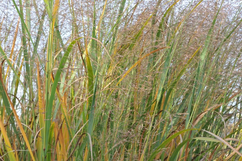 Plantenfiche-Panicum-virgatum-Thundercloud-