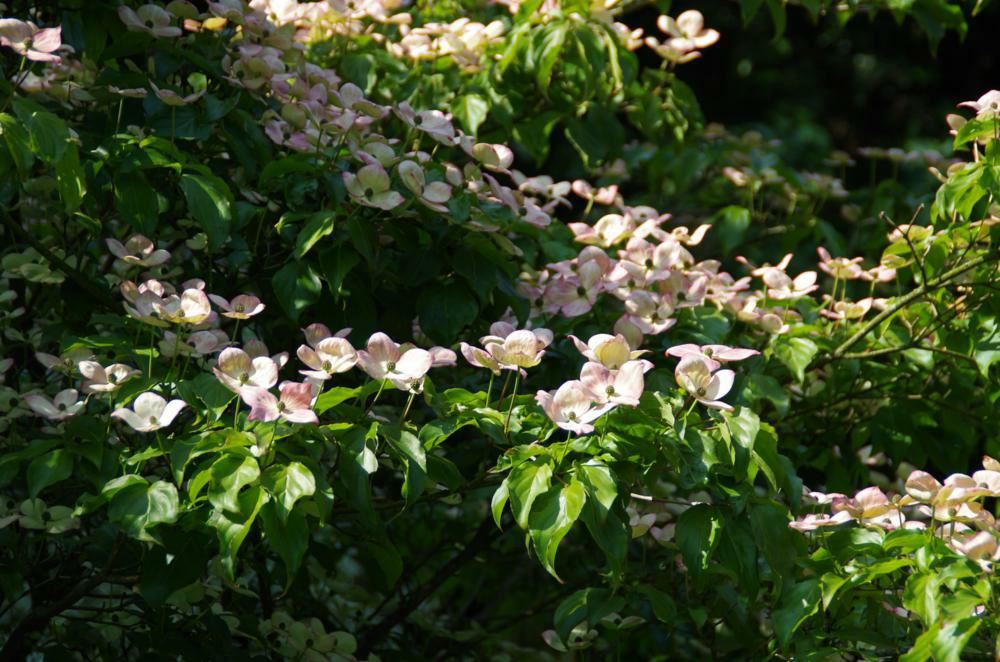 Plantenfiche-Cornus-kousa-Satomi-