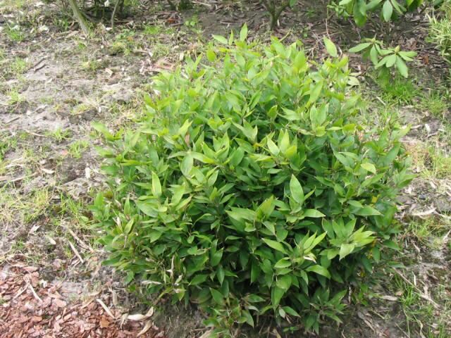 Plantenfiche-Shibataea-kumasasa