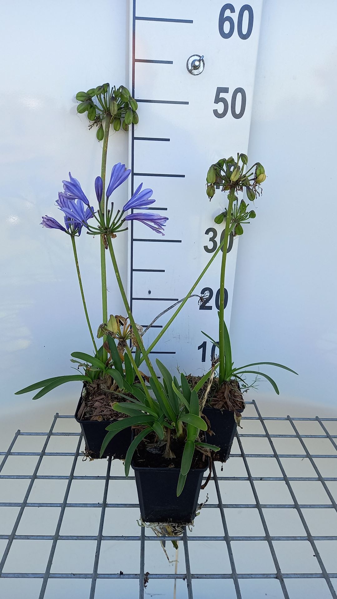 Agapanthus 'Charlotte' - pot 9x9 cm