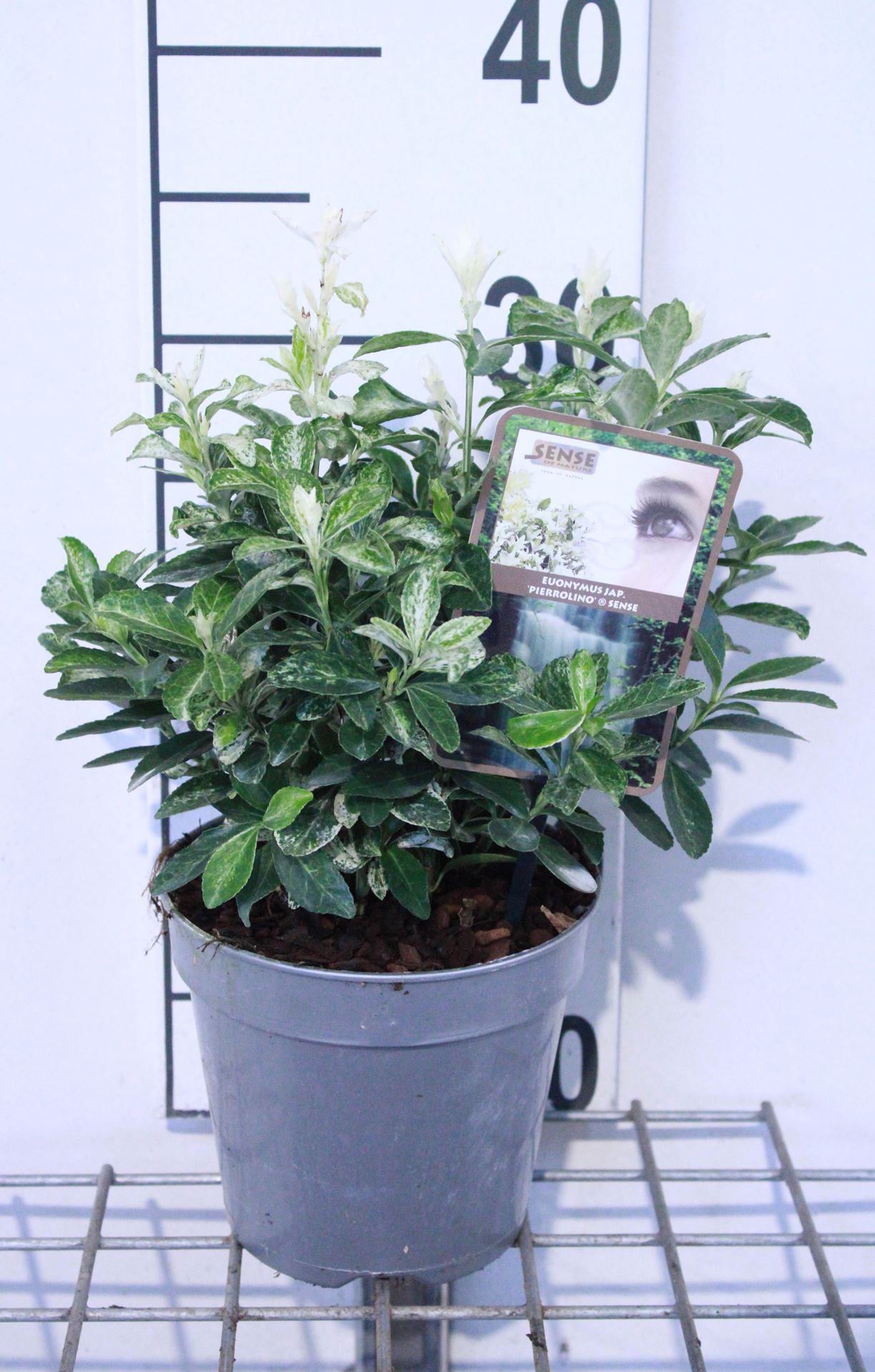 Euonymus japonicus 'Heespierrolino' (Pierrolino) - pot 1,5L - 20-25 cm