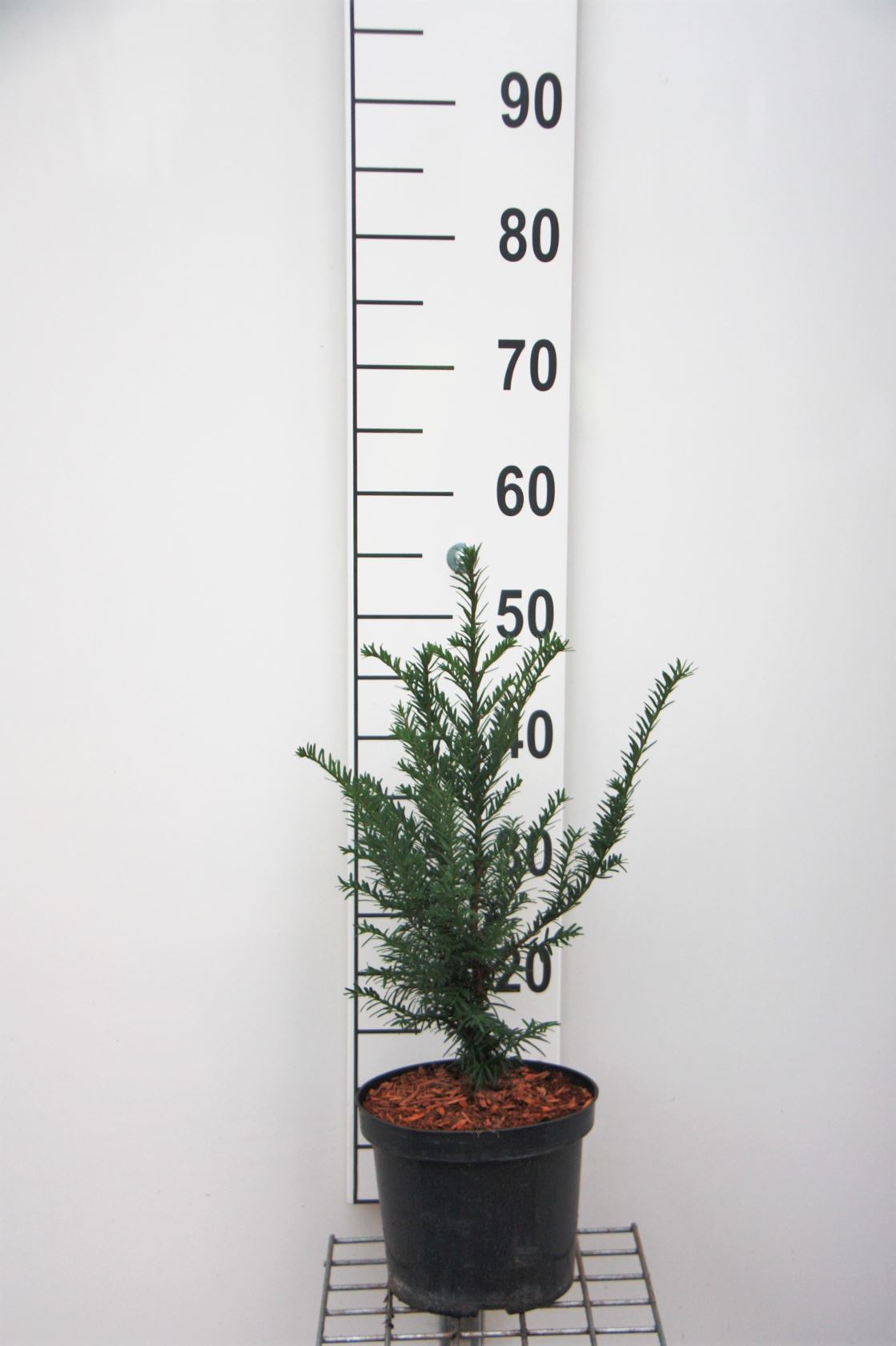 Taxus baccata - pot - 30-40 cm - Touffu