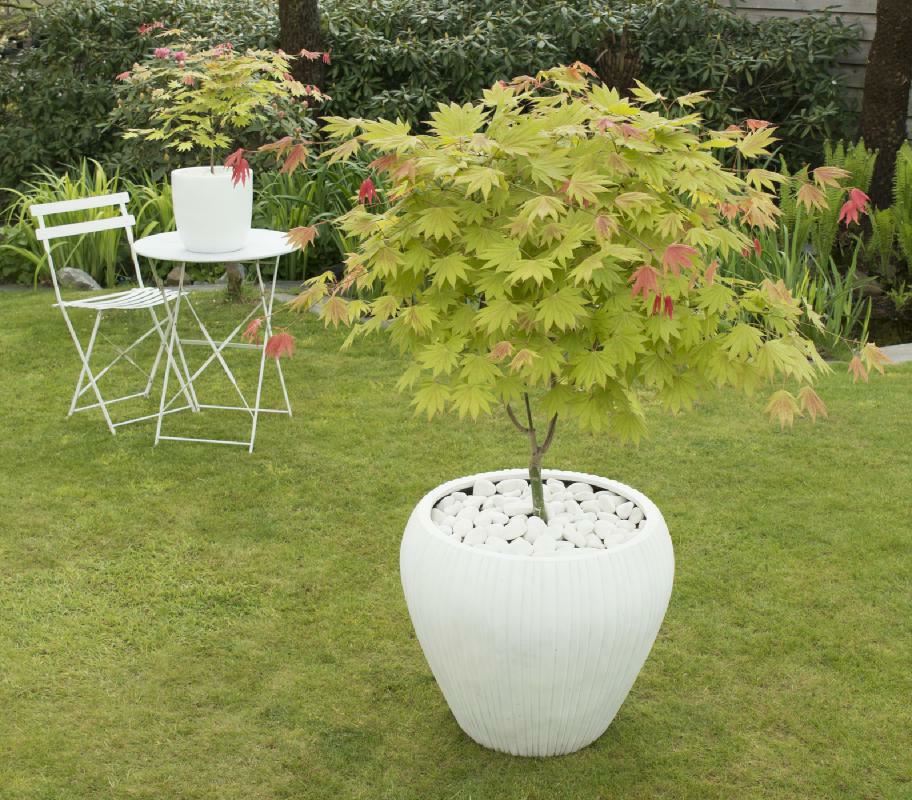 Plantenfiche-Acer-shirasawanum-MUNN-001-