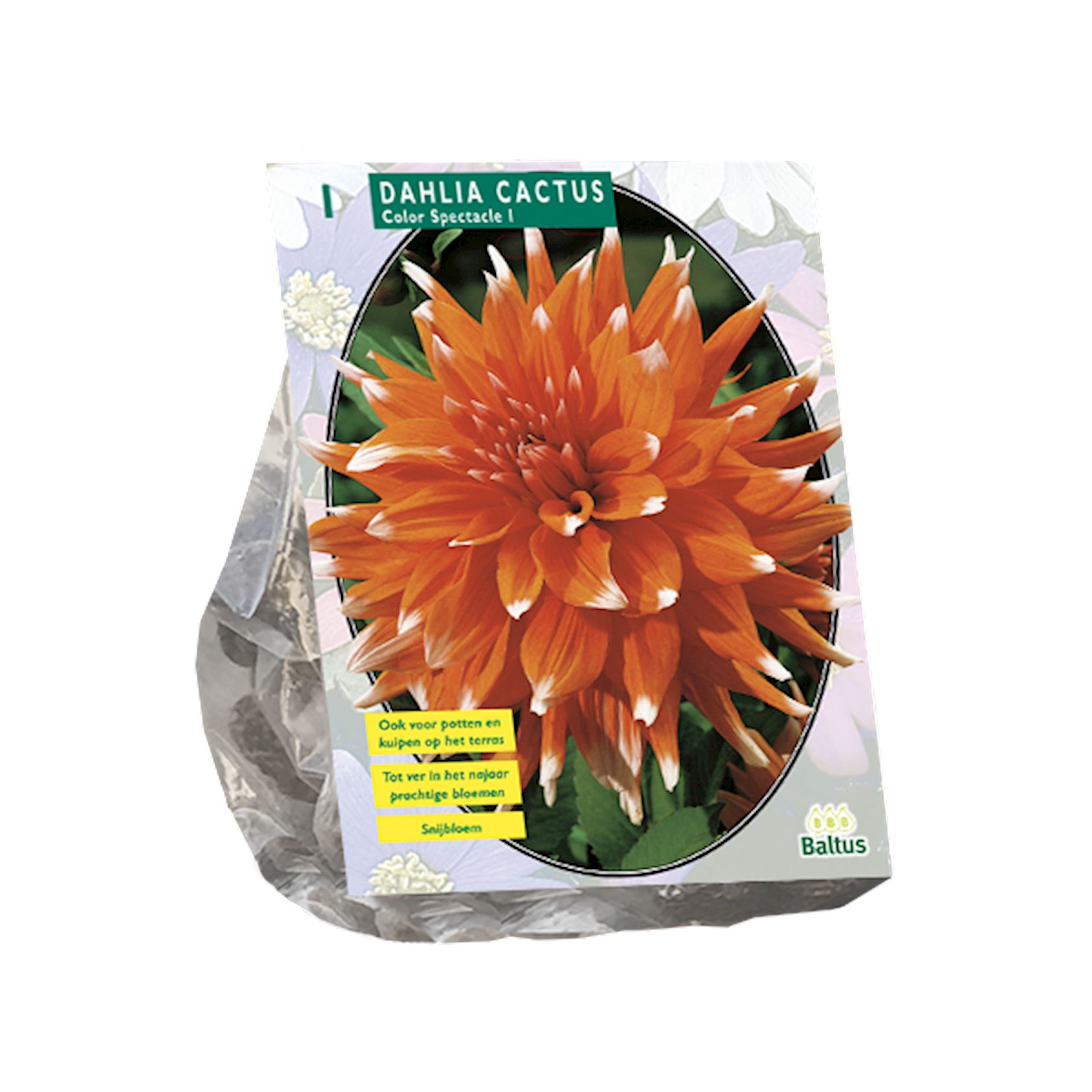 Baltus dahlia 'Cactus Colour Spectacle' - Bulbes de printemps - 1 bulbe (rouge, jaune)