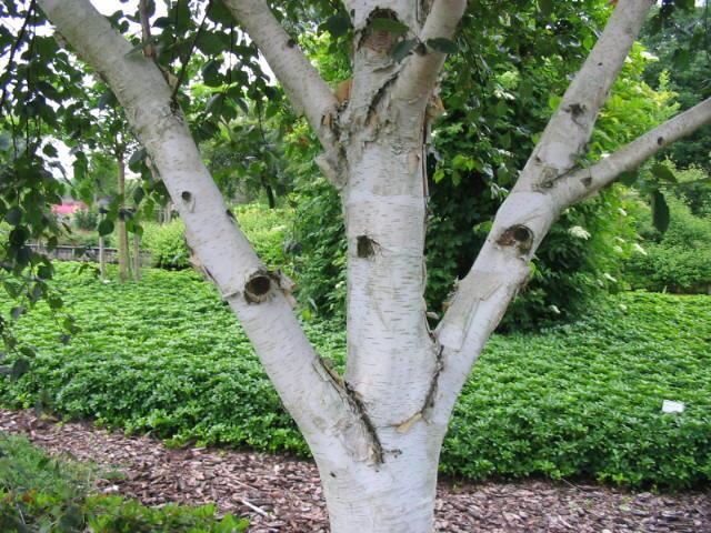 Plantenfiche-Betula-utilis-Doorenbos-