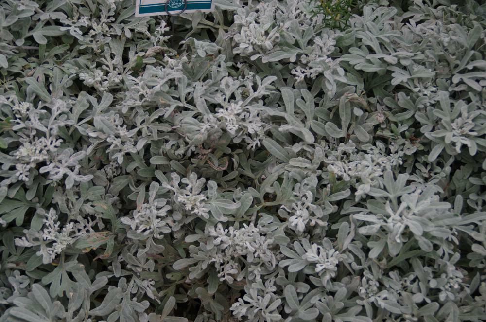 Plantenfiche-Artemisia-stelleriana-Boughton-Silver-