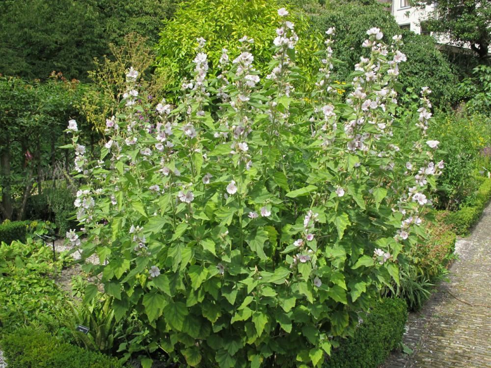 Plantenfiche-Althaea-officinalis