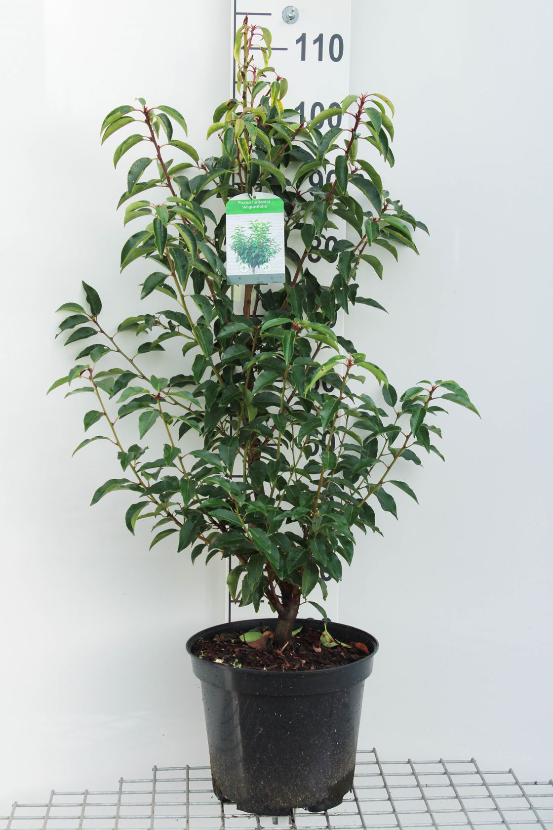 Prunus lusitanica 'Angustifolia' - pot 10L - 80-100 cm - Touffu