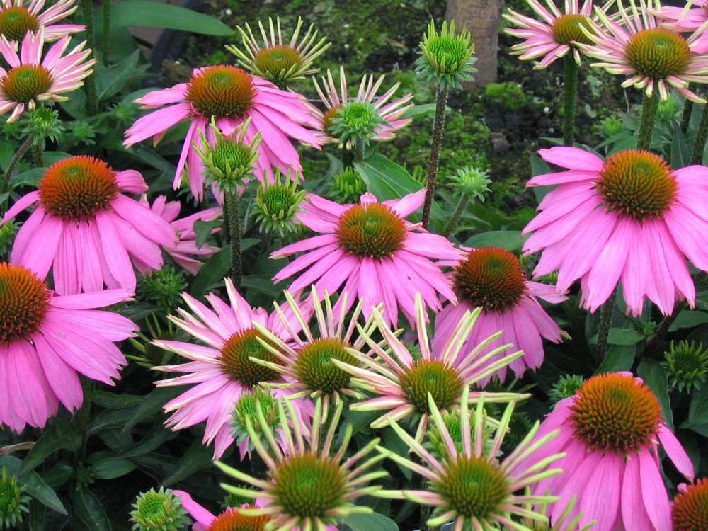 Plantenfiche-Echinacea-purpurea-Mistral-