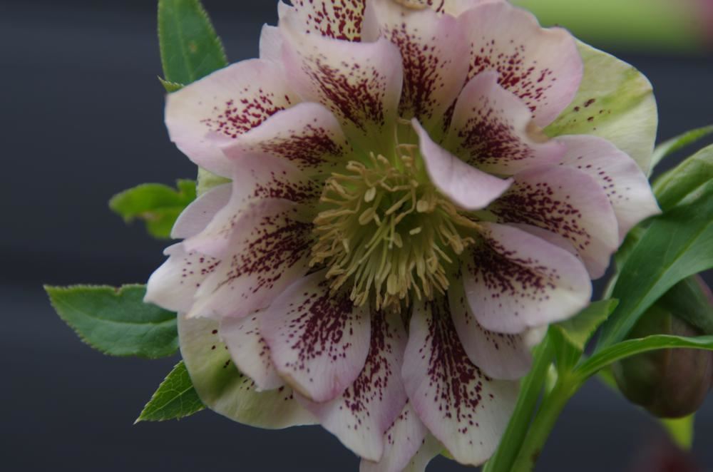Plantenfiche-Helleborus-orientalis-Double-Ellen-Pink-Spotted-