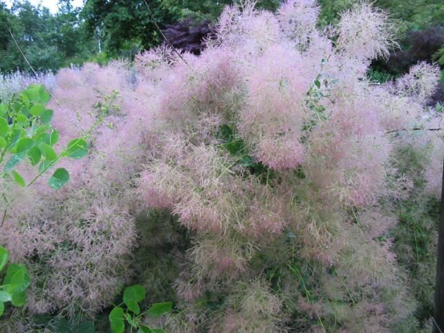 Plantenfiche-Cotinus-coggygria-Young-Lady-