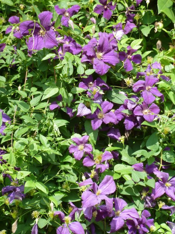 Plantenfiche-Clematis-Polish-Spirit-