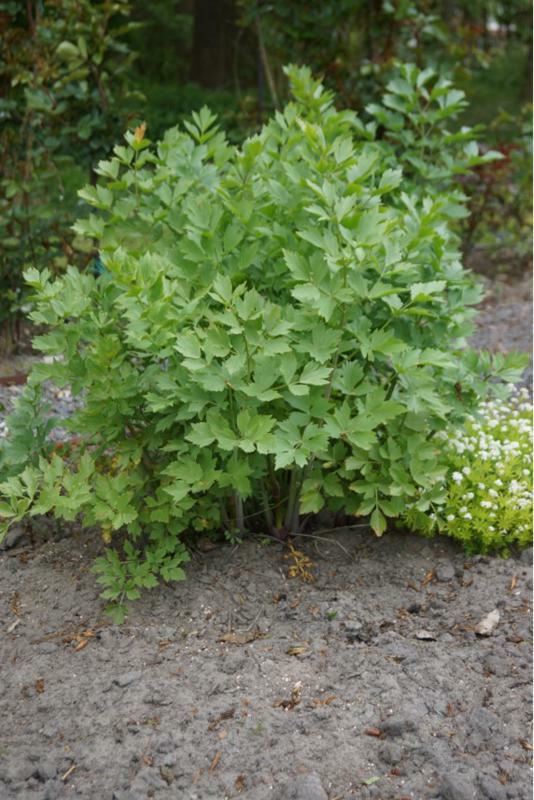 Plantenfiche-Levisticum-officinalis-Lavas-