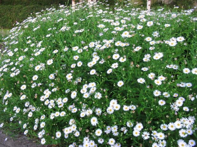 Plantenfiche-Kalimeris-incisa-Madiva-