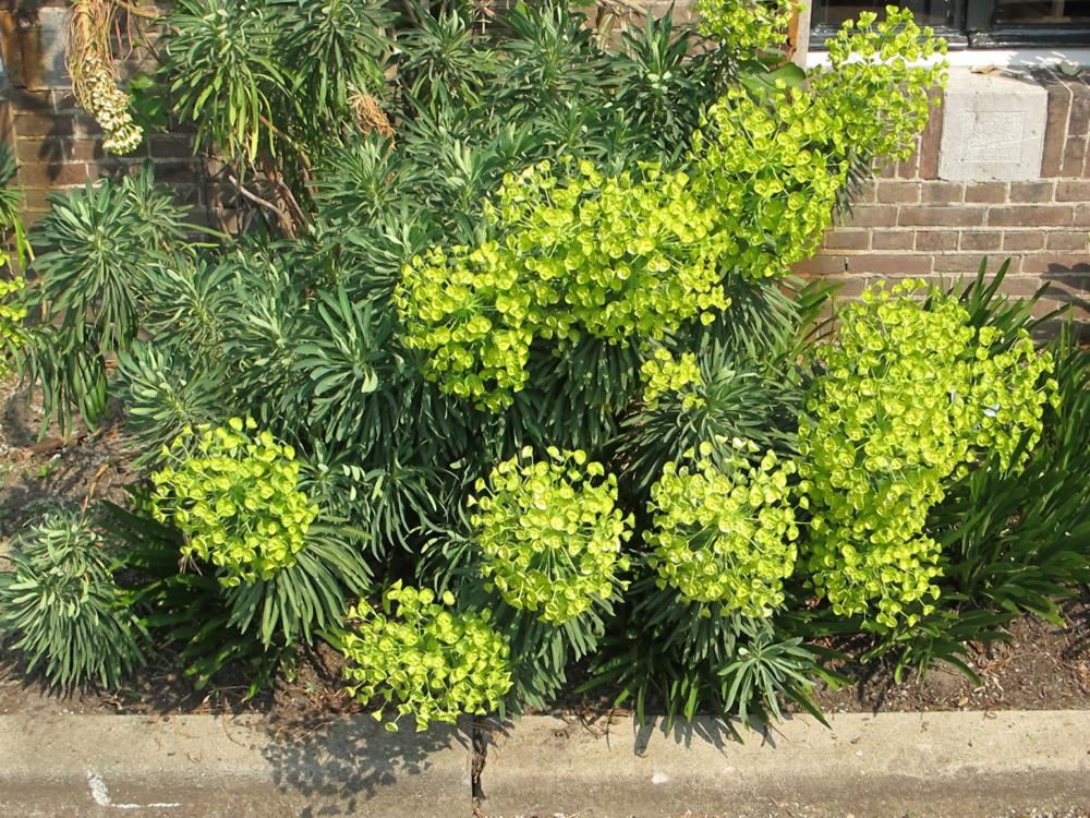 Plantenfiche-Euphorbia-characias