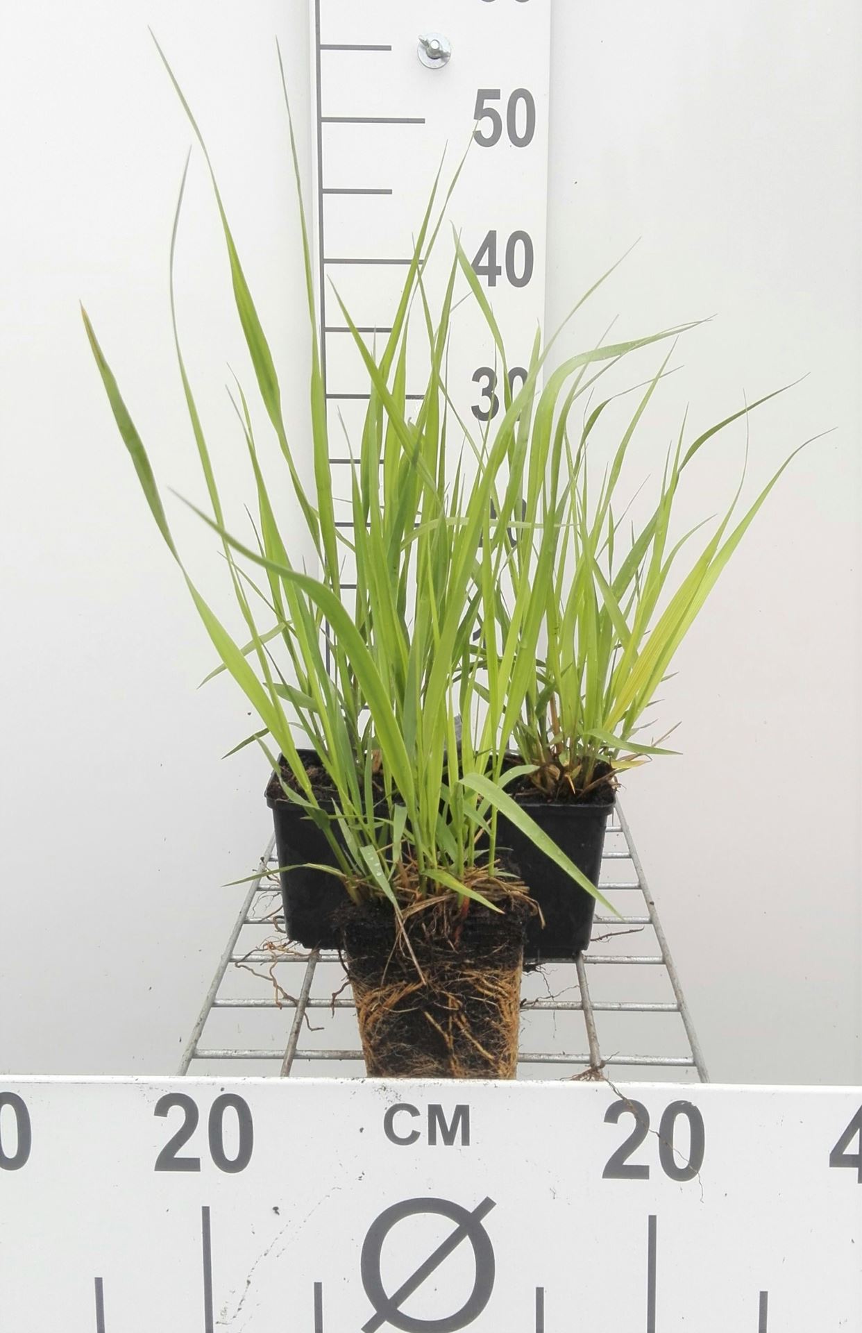 Molinia arundinacea 'Karl Foerster' - pot 9x9 cm