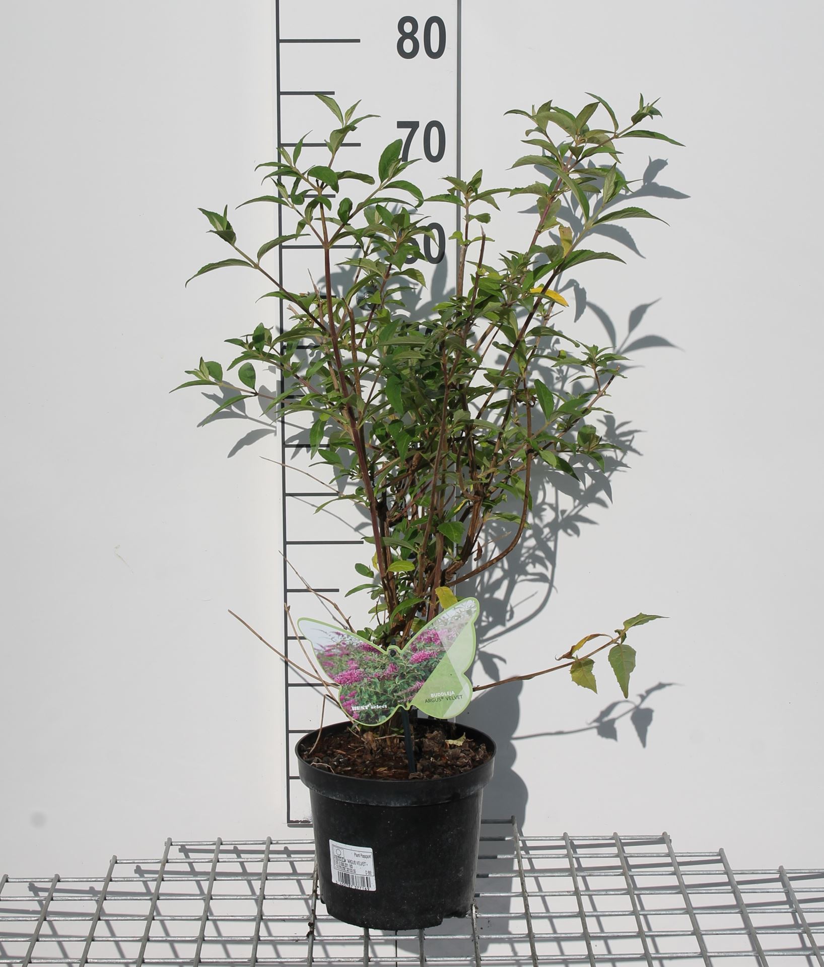Buddleja 'ILVOARGUS2' - pot - 40-60 cm
