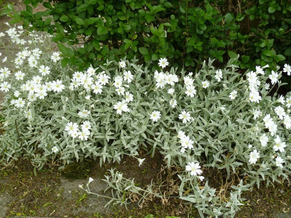 Plantenfiche-Cerastium-tomentosum