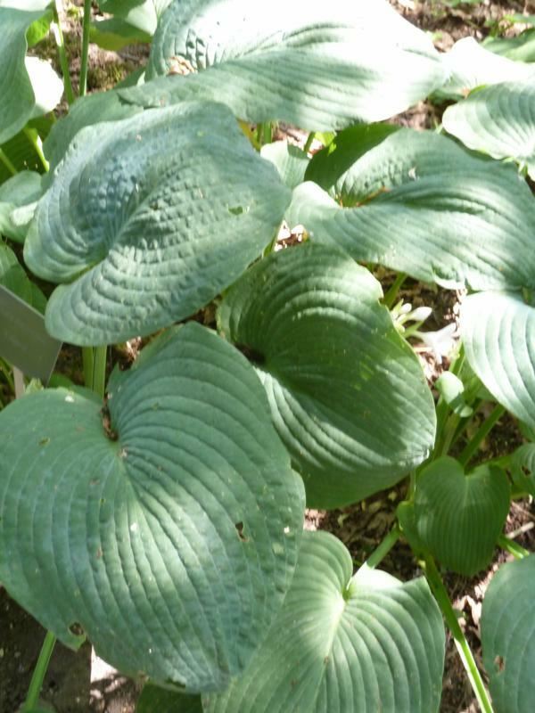 Plantenfiche-Hosta-Elegans-