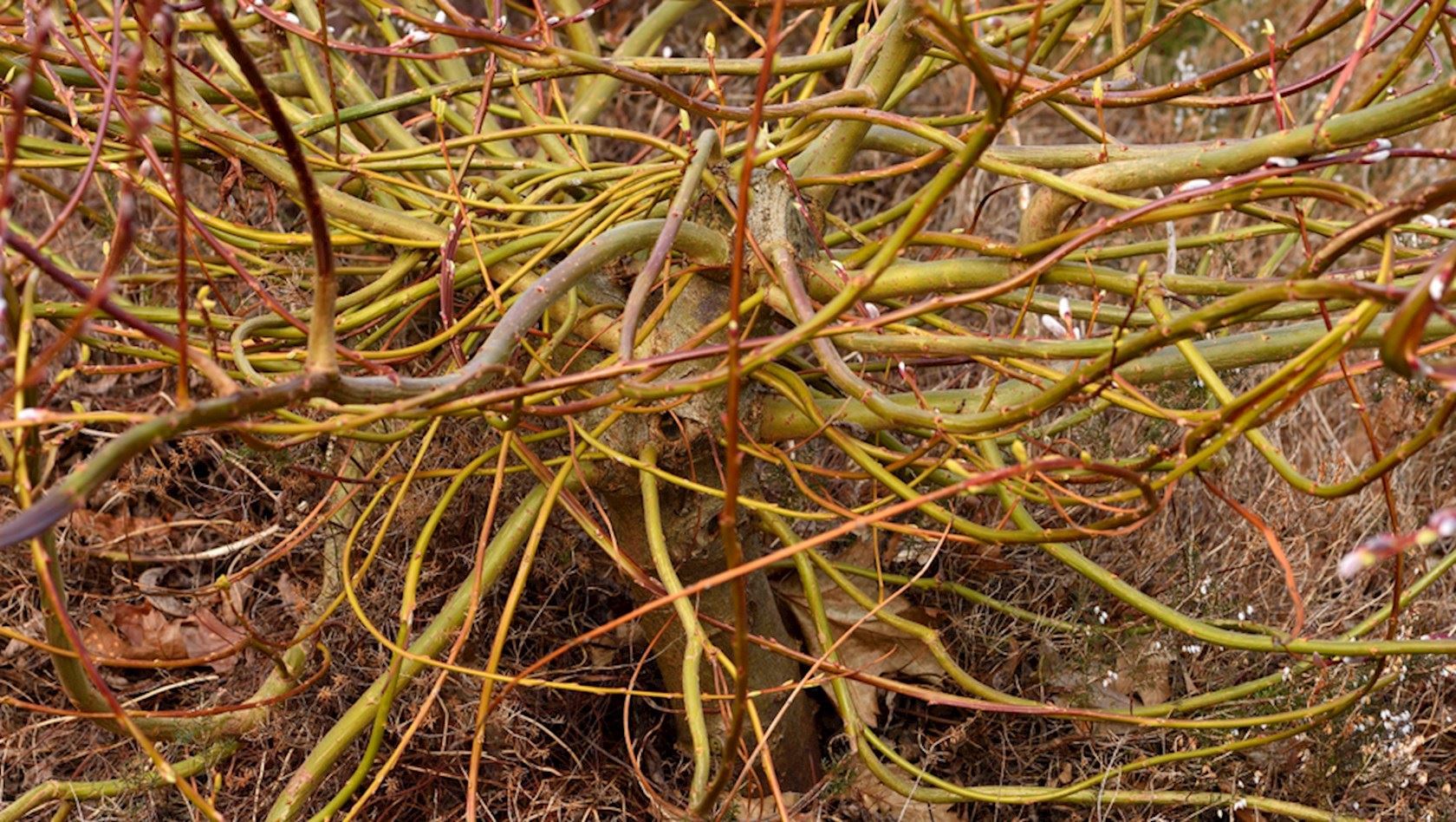 Plantenfiche-Salix-udensis-Sekka-