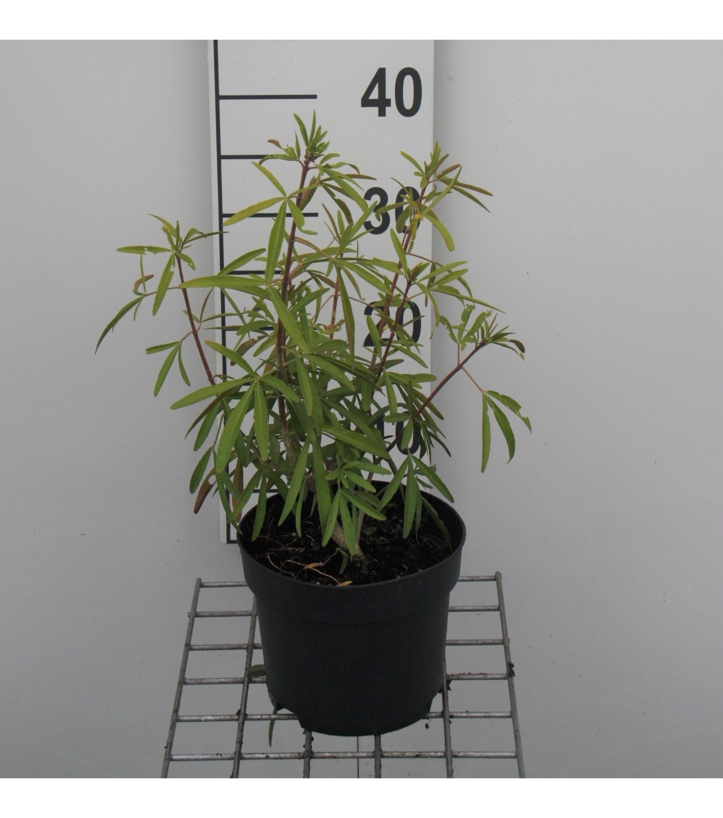 Choisya 'Aztec Pearl' - pot - 25-30 cm