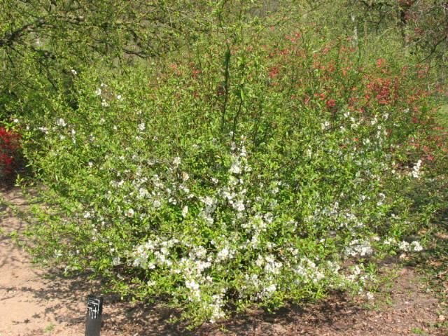 Plantenfiche-Chaenomeles-speciosa-Nivalis-