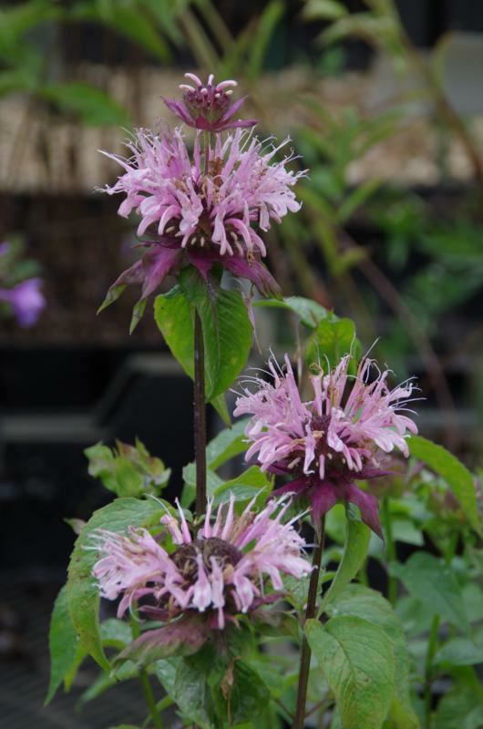 Plantenfiche-Monarda-Beauty-of-Cobham-