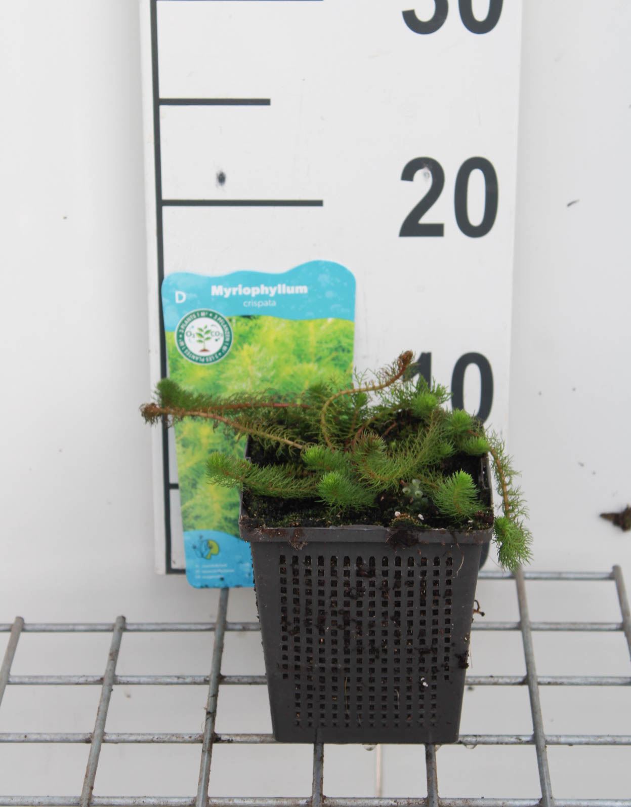 Myriophyllum crispatum - pot 11x11 cm