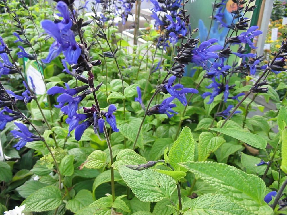 Plantenfiche-Salvia-guaranitica-Black-and-Blue-
