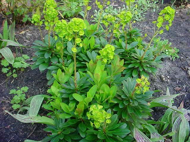 Plantenfiche-Euphorbia-amygdaloides-var-robbiae