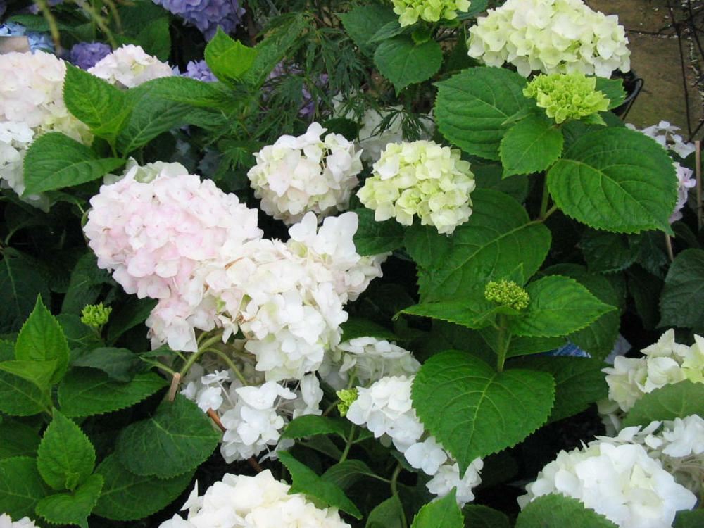 Plantenfiche-Hydrangea-macrophylla-Blushing-Bride-The-Bride-