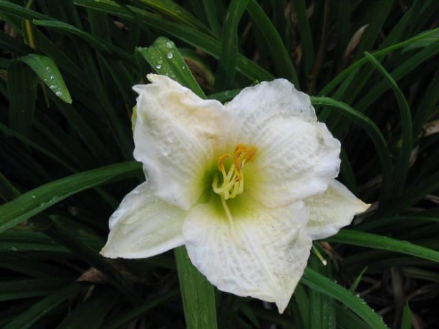 Plantenfiche-Hemerocallis-Gentle-Shepherd-