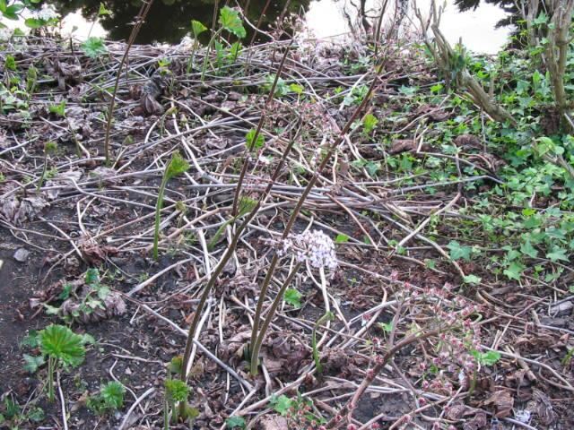 Plantenfiche-Darmera-peltata