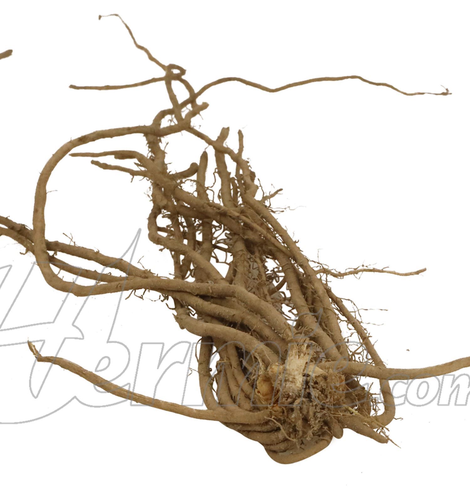 Asparagus roots annual 'Voltaire' - set of 10 plants