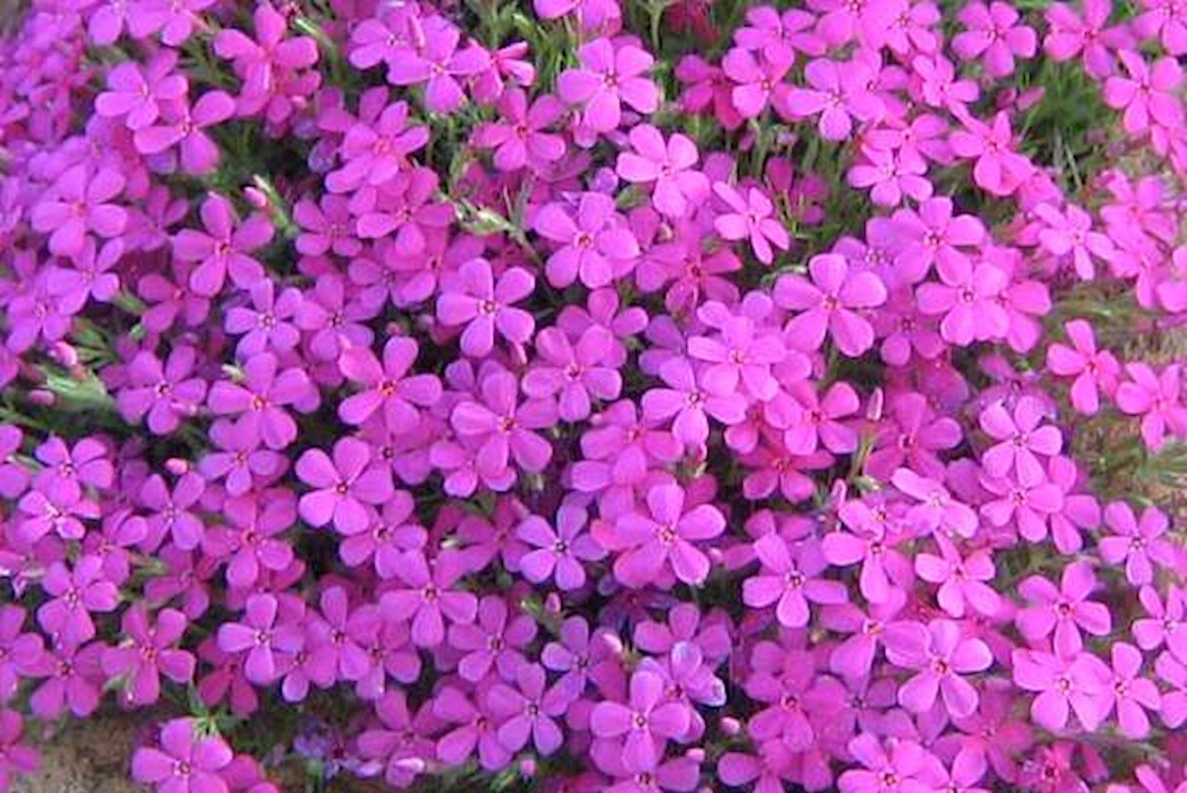 Plantenfiche-Phlox-Crackerjack-