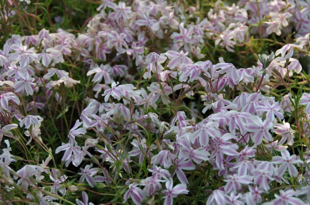 Plantenfiche-Phlox-Tamaongalei-