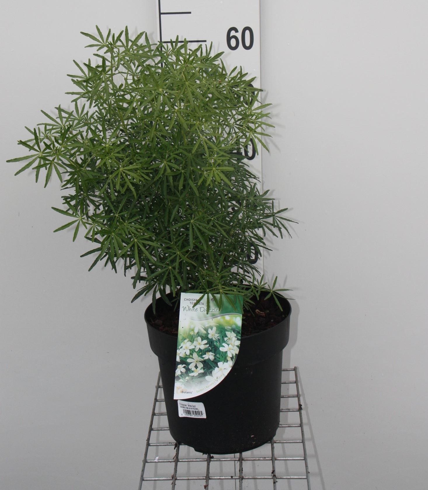 Choisya ternata 'Londaz' (White Dazzler) - pot 7,5L - 50-60 cm