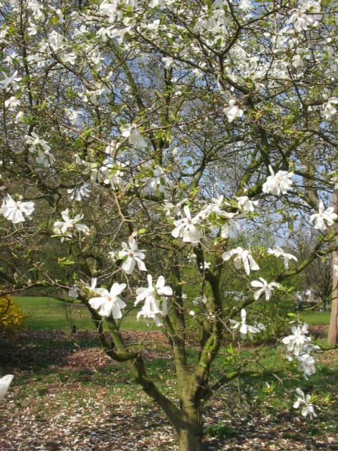 Plantenfiche-Magnolia-x-loebneri-Merrill-