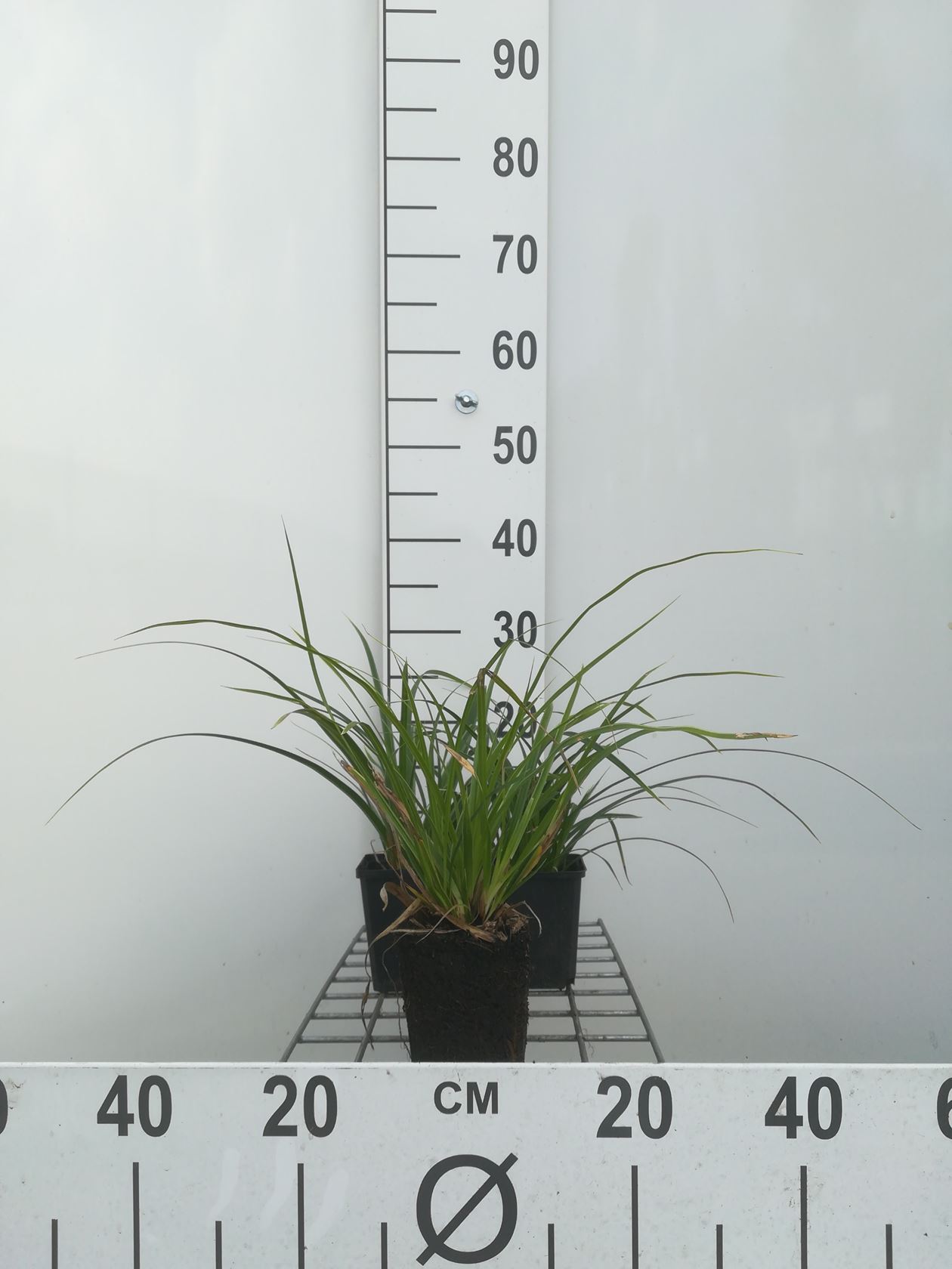 Carex brunnea 'Variegata' - pot 9x9 cm