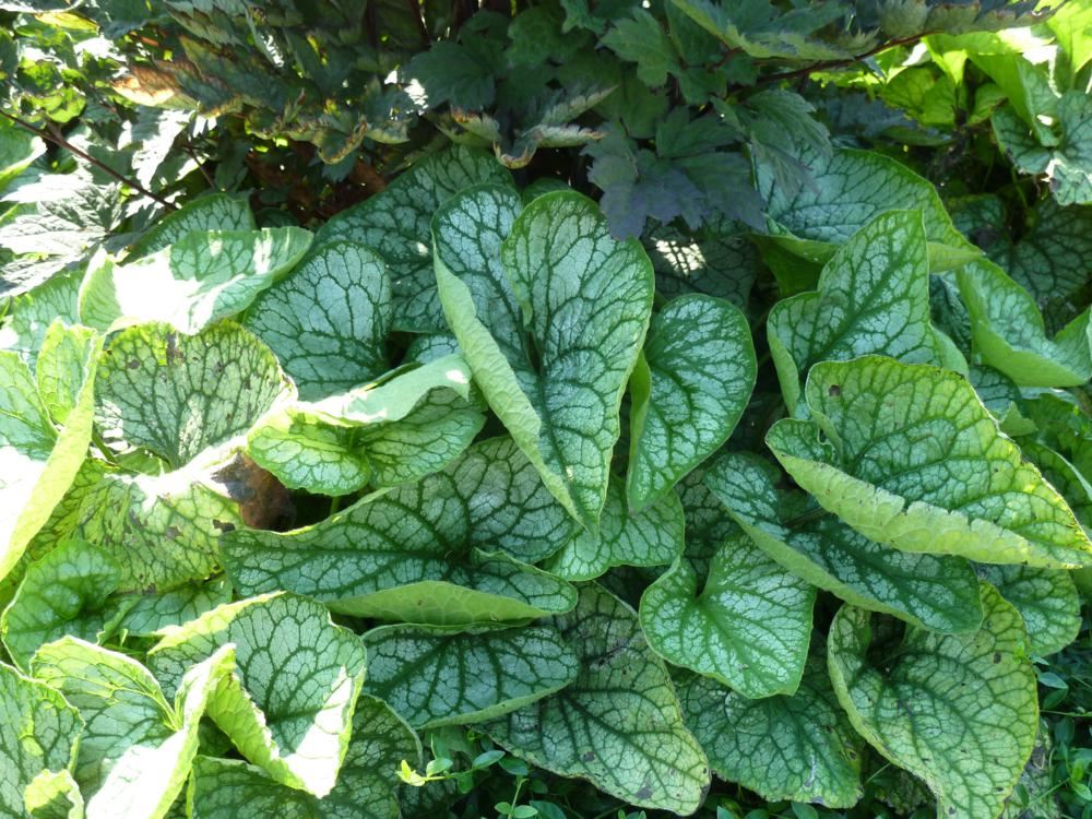 Plantenfiche-Brunnera-macrophylla-Mr-Morse-