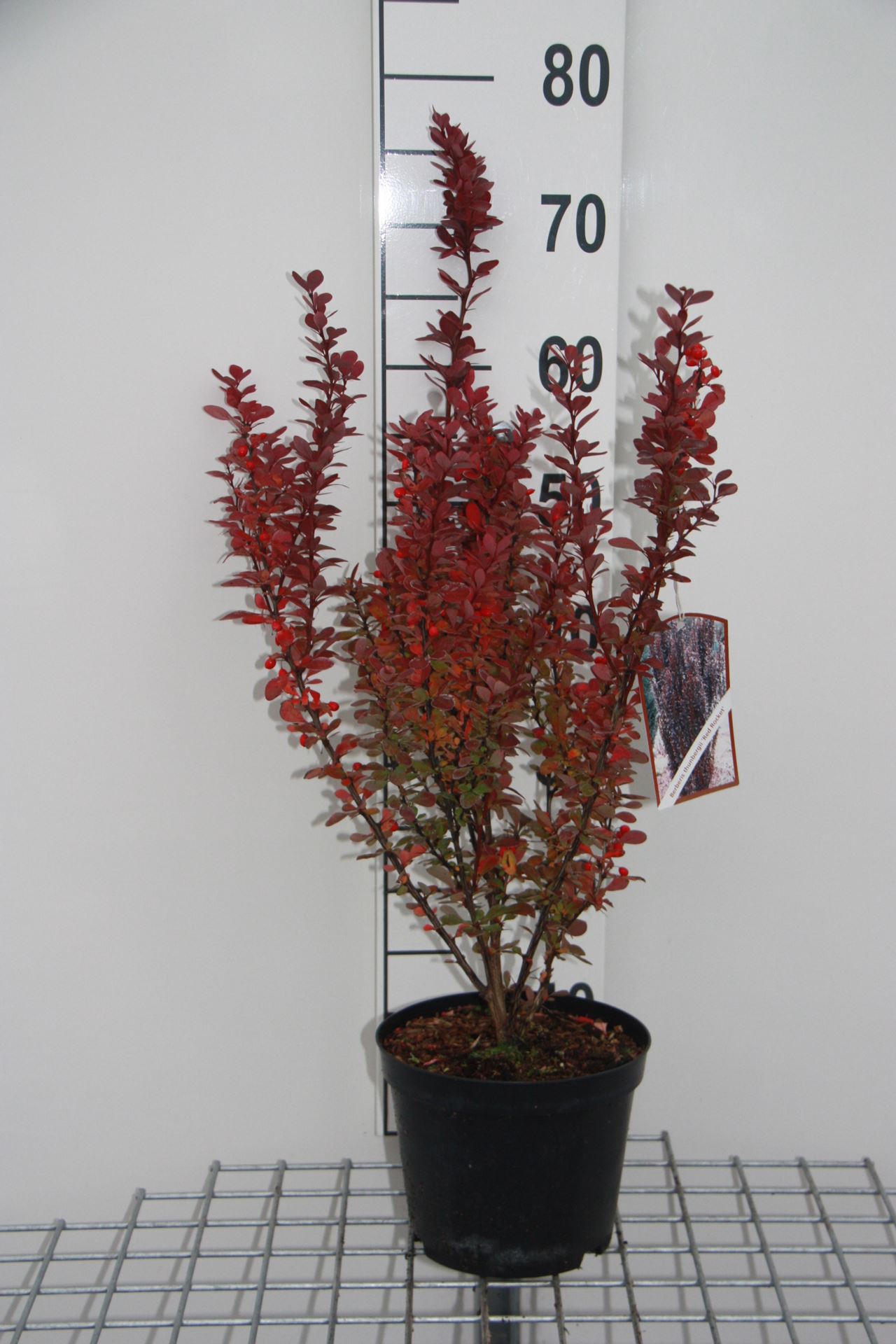 Berberis thunbergii 'Harlequin' - pot - 30-40 cm