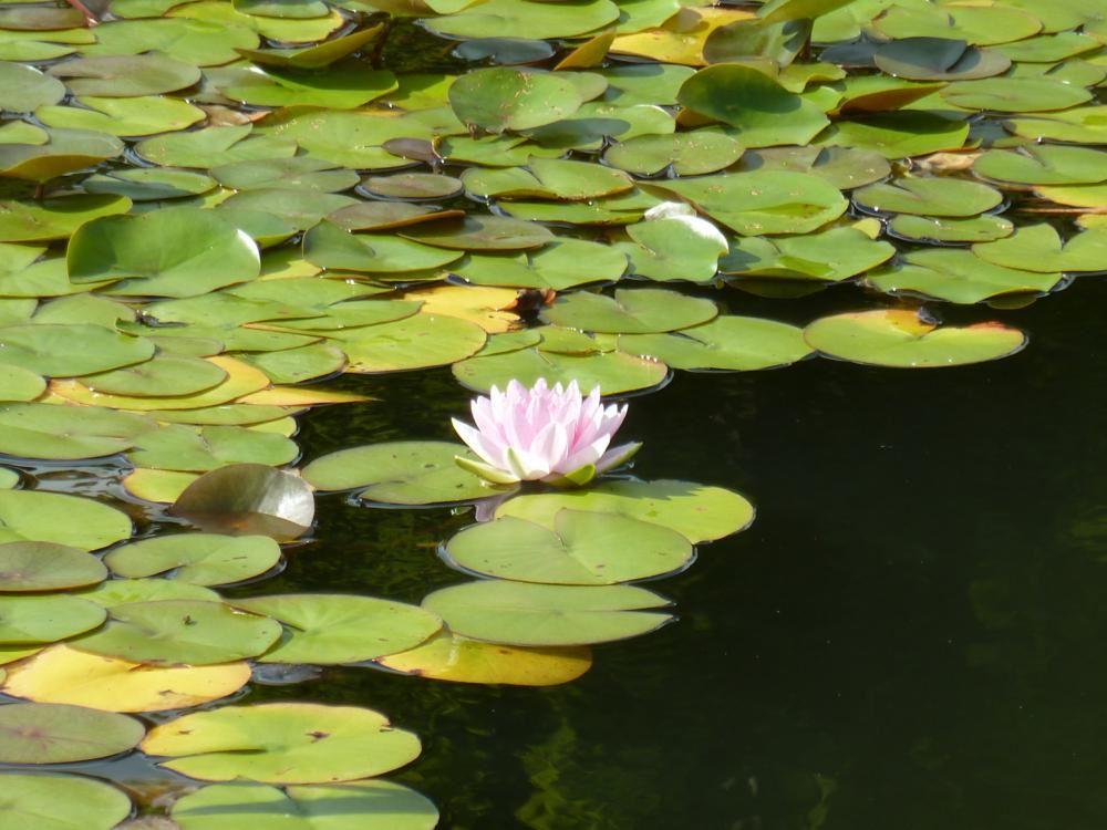 Plantenfiche-Nymphaea-Hollandia-