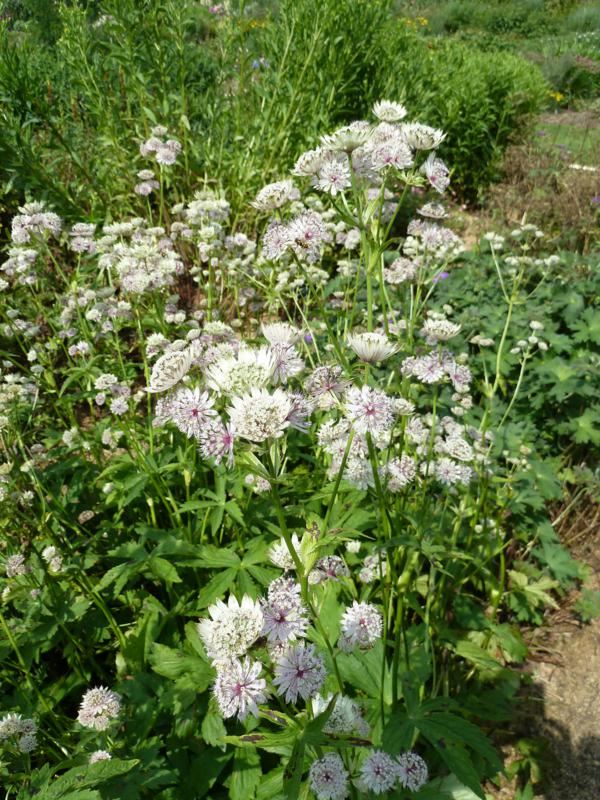 Plantenfiche-Astrantia-major-Shaggy-